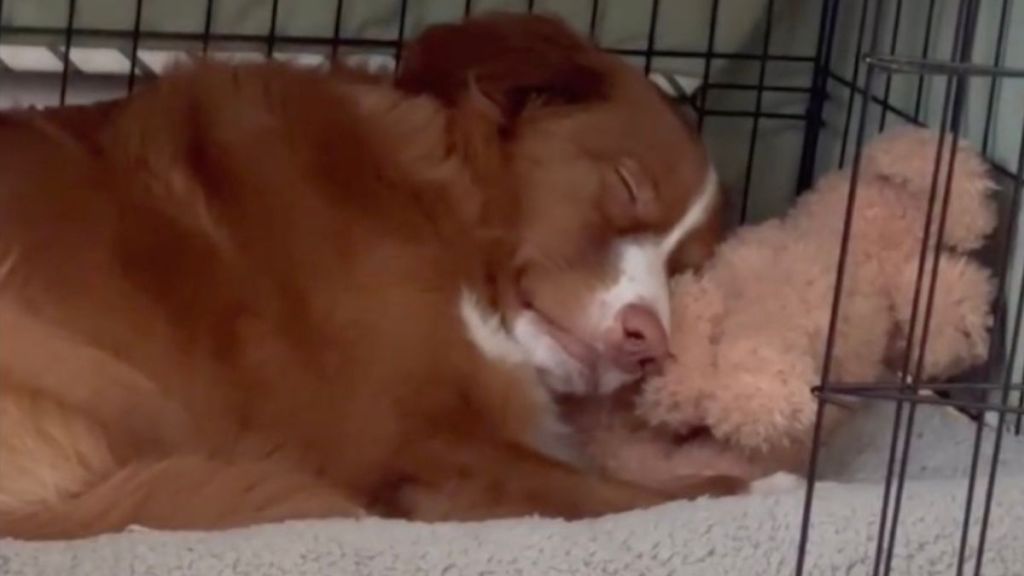 Video: Pet Dog Is ‘Most Perfect’ in the World to Owner