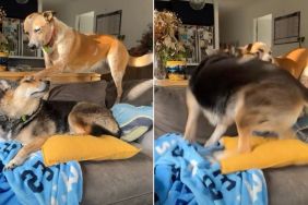 Dog Shows Off Rage-Baiting Skills in Hilarious Video