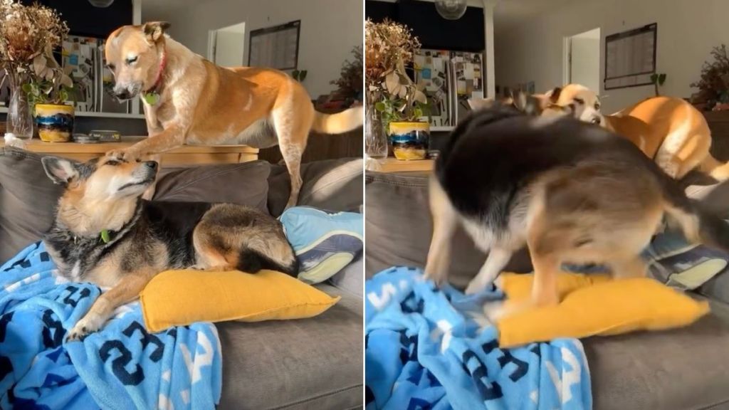 Dog Shows Off Rage-Baiting Skills in Hilarious Video