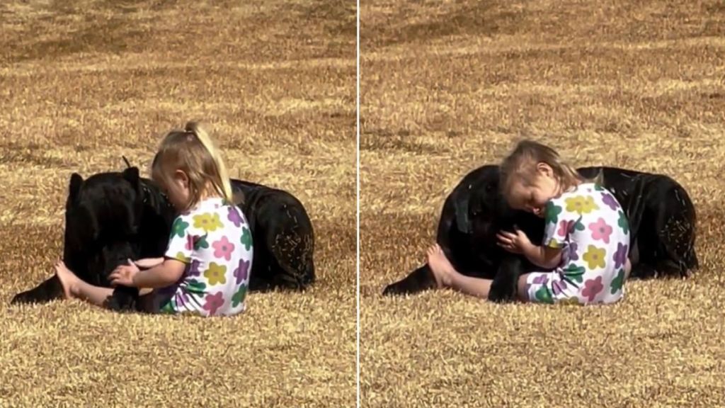 Cane Corso Meets His 'Clingy Match' & Result Is Hilarious