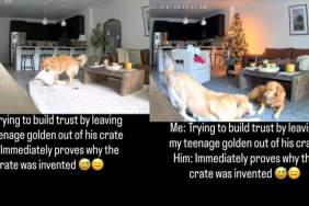 Camera Catches What Teenage Golden Retriever Does After Leaving Crate