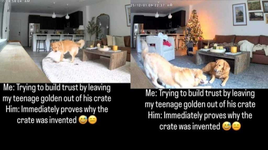 Camera Catches What Teenage Golden Retriever Does After Leaving Crate