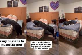 Video: Big Dog Waits for Tiny Human to Help Him Onto Bed