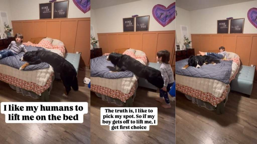 Video: Big Dog Waits for Tiny Human to Help Him Onto Bed