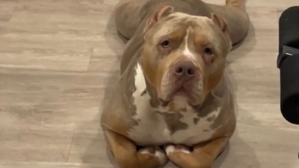 American Bully Goes Viral for Lying Down Like a Cat