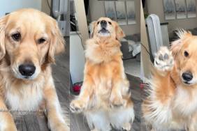 Video: Golden Retriever Reacts When Told She's Going to Grandma's