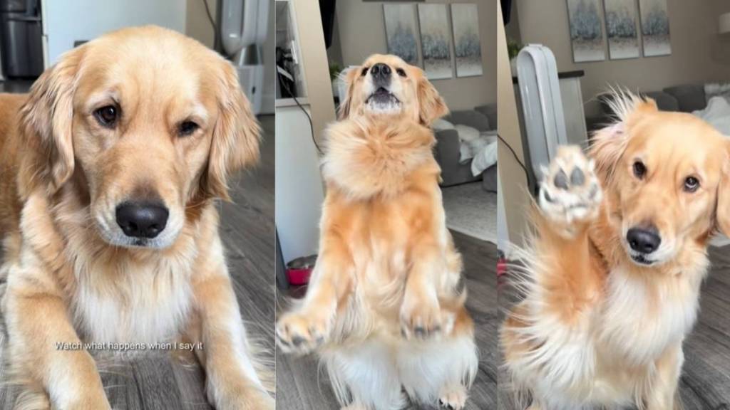 Video: Golden Retriever Reacts When Told She's Going to Grandma's
