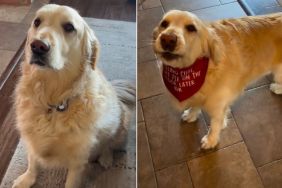 Golden Retriever Hopes To Be ‘Famous’ With New Bandana