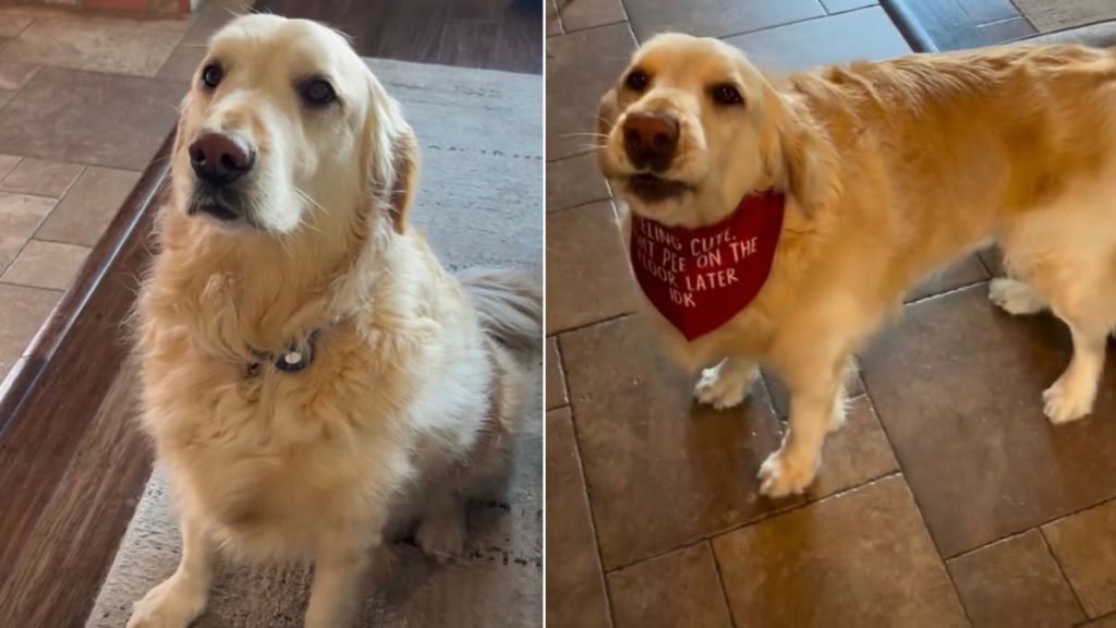 Golden Retriever Hopes To Be ‘Famous’ With New Bandana
