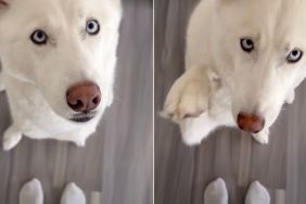 Owner Matches Outfit With Husky in Cute Video