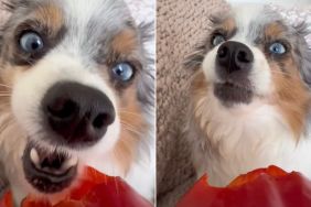 Dog Munching on Bell Pepper Makes for Best ASMR Video