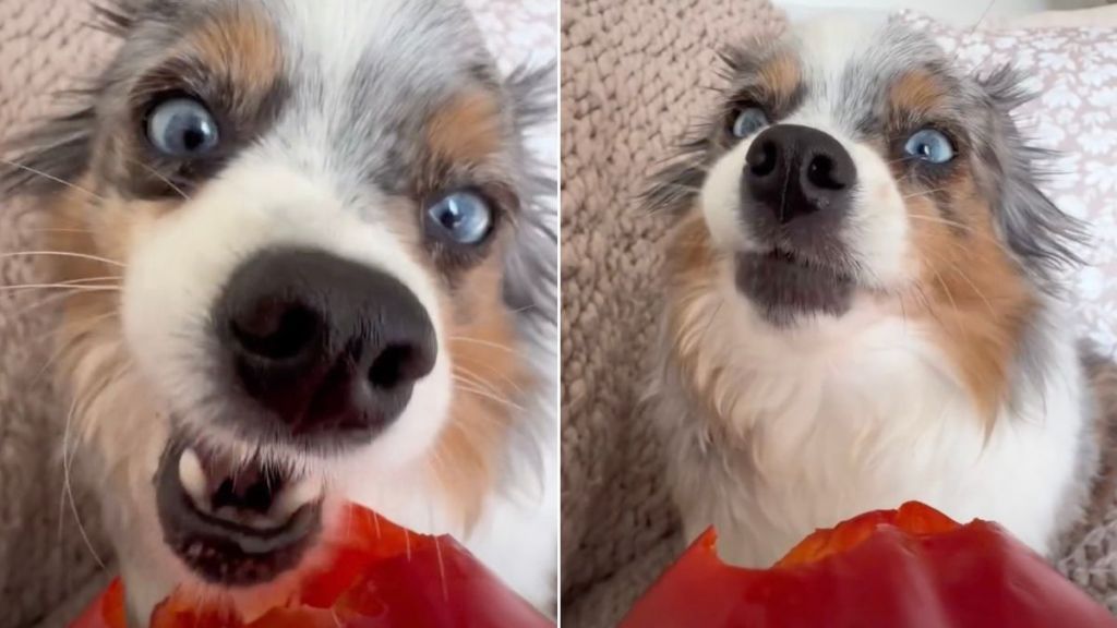Dog Munching on Bell Pepper Makes for Best ASMR Video