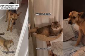 Video: Rescue Dog & Cat Refuse to Go to Bed When Mom Is Out of Town