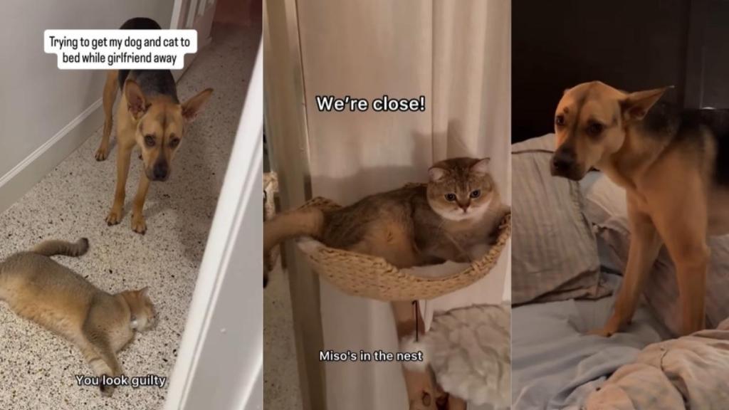 Video: Rescue Dog & Cat Refuse to Go to Bed When Mom Is Out of Town