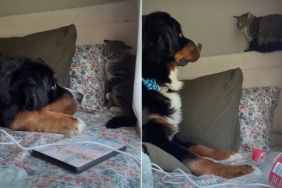 Video: You Can Tell This Dog & Cat Will Be BFFs Soon