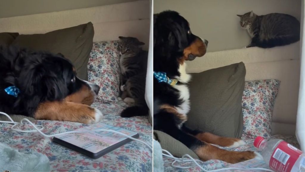 Video: You Can Tell This Dog & Cat Will Be BFFs Soon