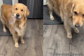 Video: Golden Retriever Comes Prepared to Ask for More Peanut Butter