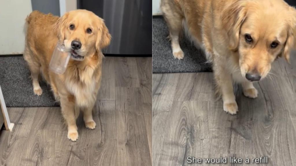 Video: Golden Retriever Comes Prepared to Ask for More Peanut Butter