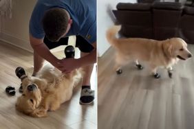 Video: Golden Retriever Lies Still as Dad Puts Shoes on His Paws