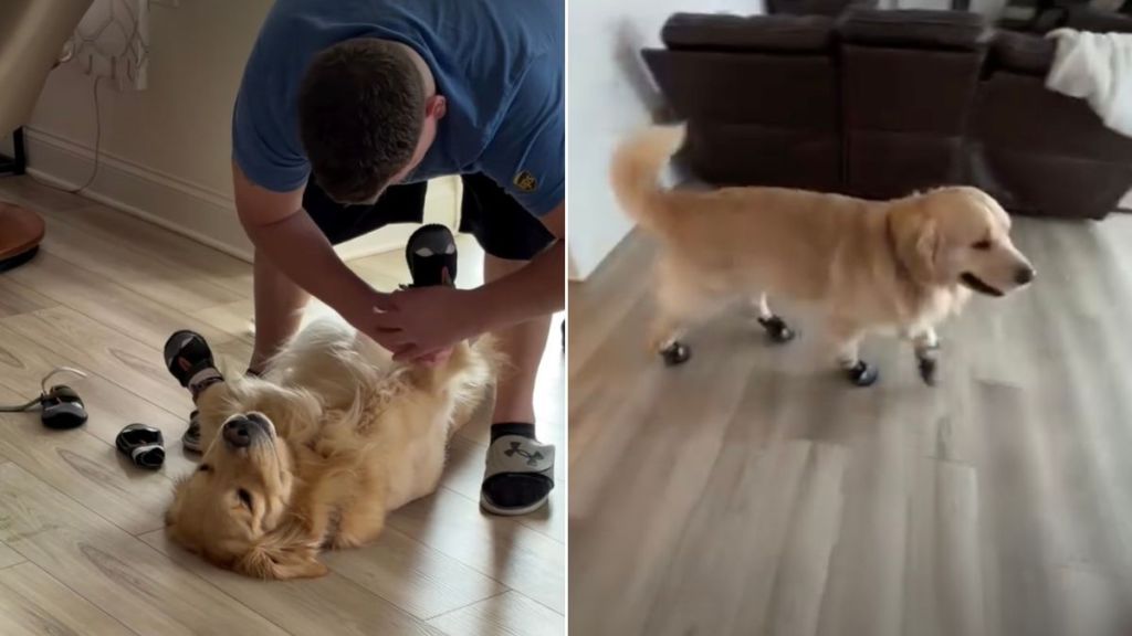 Video: Golden Retriever Lies Still as Dad Puts Shoes on His Paws