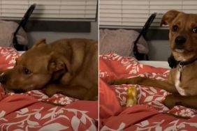 Adopted Shelter Dog Seems Overwhelmed When Good Things Happen