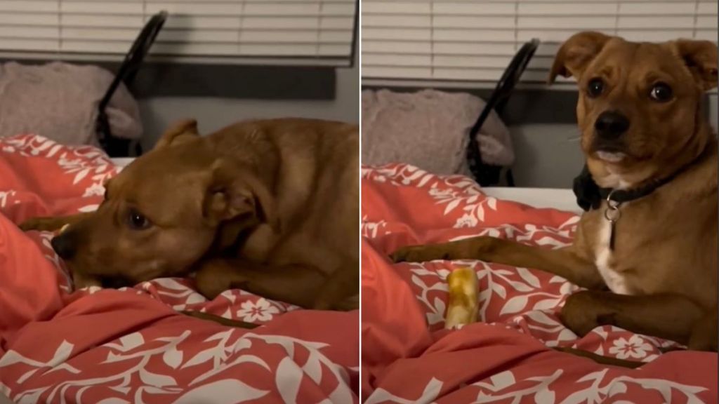 Adopted Shelter Dog Seems Overwhelmed When Good Things Happen