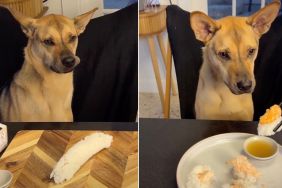 Video: Rescue Pup Gets Curious About Dad Making Him Sushi