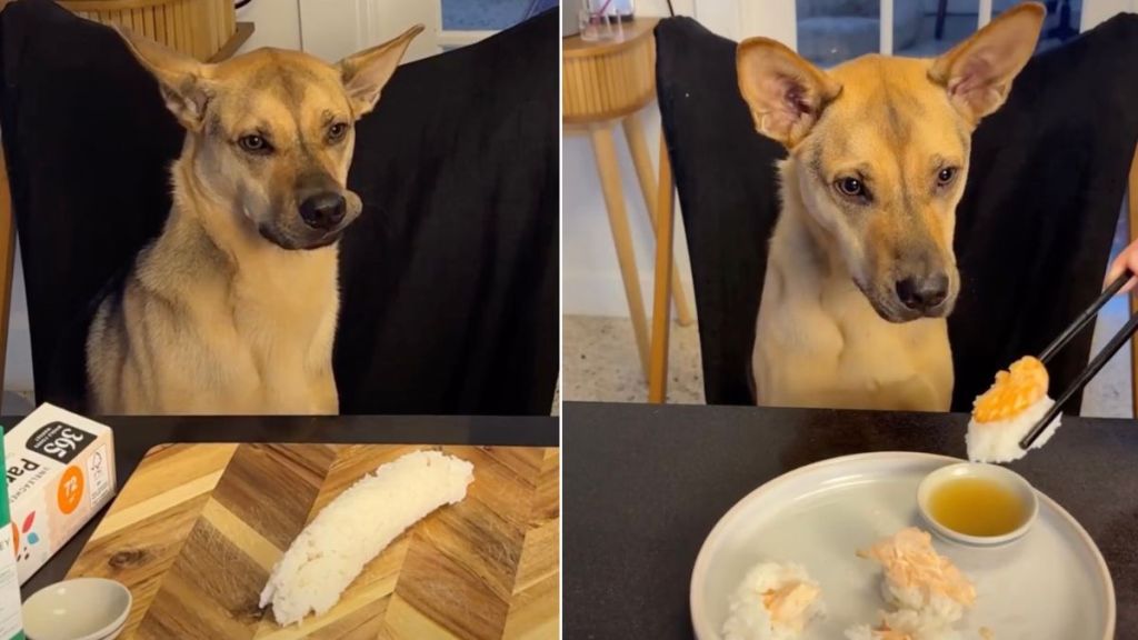 Video: Rescue Pup Gets Curious About Dad Making Him Sushi