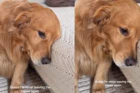 Video: Golden Retriever Is 'Sad' After Owner Returns