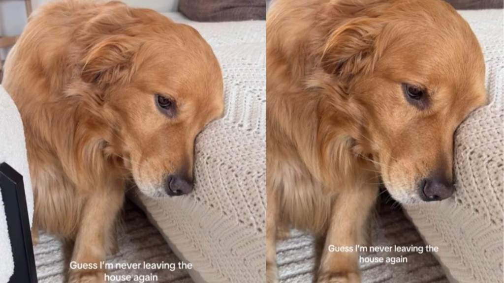Video: Golden Retriever Is 'Sad' After Owner Returns