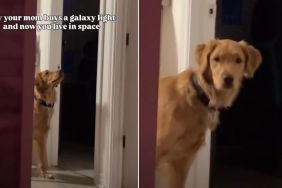 Video: Golden Retriever Reacts to Galaxy Lights Hitting the Ceiling
