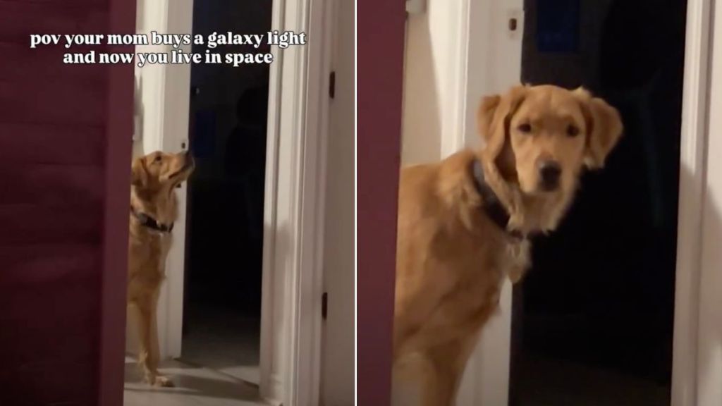 Video: Golden Retriever Reacts to Galaxy Lights Hitting the Ceiling