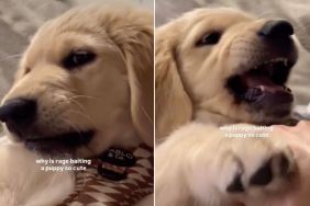 Video: Owner Reveals Why 'Rage Baiting' Puppy Is Super Cute