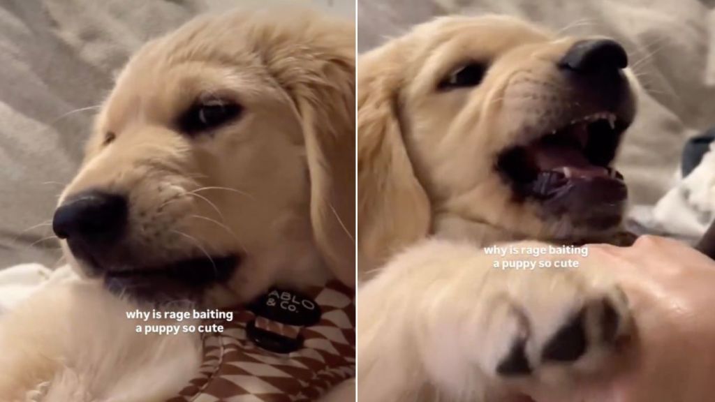 Video: Owner Reveals Why 'Rage Baiting' Puppy Is Super Cute