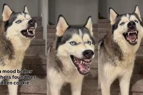 Husky Gets 'Mad' at Owner When Her Furry Brothers Find Her Cookie Stash