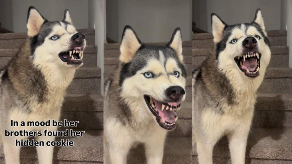 Husky Gets 'Mad' at Owner When Her Furry Brothers Find Her Cookie Stash