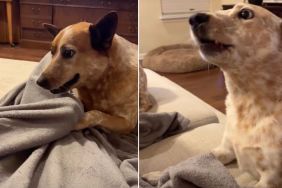 Video: Dogs Are Confused by Owner's Hand Trick