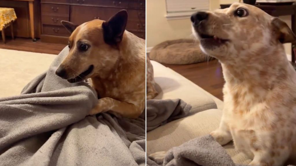 Video: Dogs Are Confused by Owner's Hand Trick