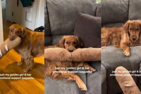 Golden Retriever Treats Carbs as Emotional Support — Thanks to This Toy