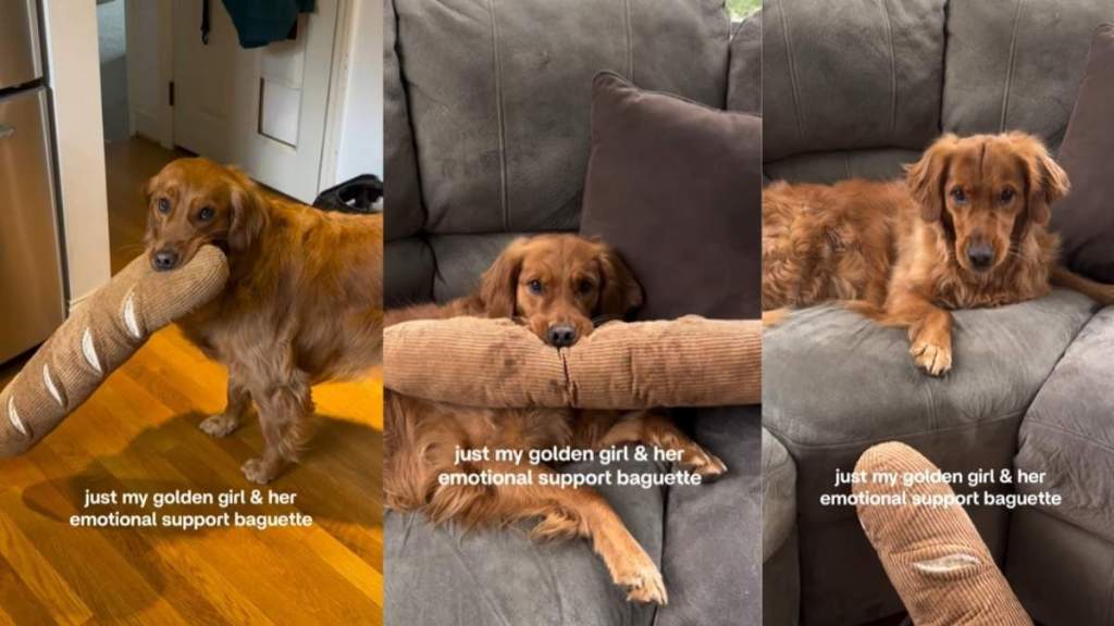 Golden Retriever Treats Carbs as Emotional Support — Thanks to This Toy