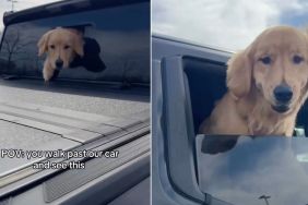 Golden Retriever Guarantees Endless Smiles When You Walk Past This Car