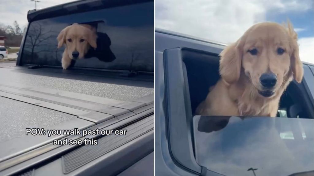 Golden Retriever Guarantees Endless Smiles When You Walk Past This Car