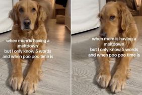 This Golden Retriever Isn’t Exactly Helpful When Mom’s Having a Meltdown