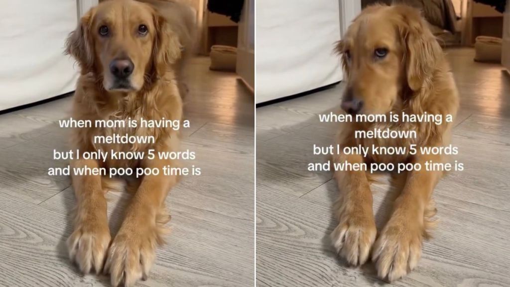 This Golden Retriever Isn’t Exactly Helpful When Mom’s Having a Meltdown