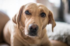 Dog Successfully Rescued From 12-Foot Deep Backyard Sinkhole in Falmouth