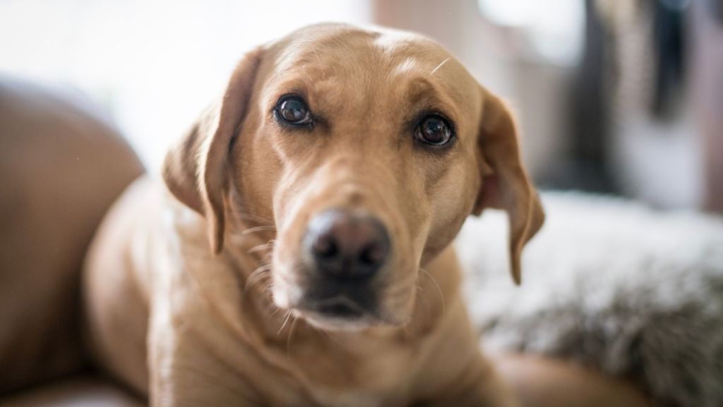 Dog Successfully Rescued From 12-Foot Deep Backyard Sinkhole in Falmouth