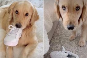 Video: Golden Retriever Gets Caught Stealing Mom’s New Shoe