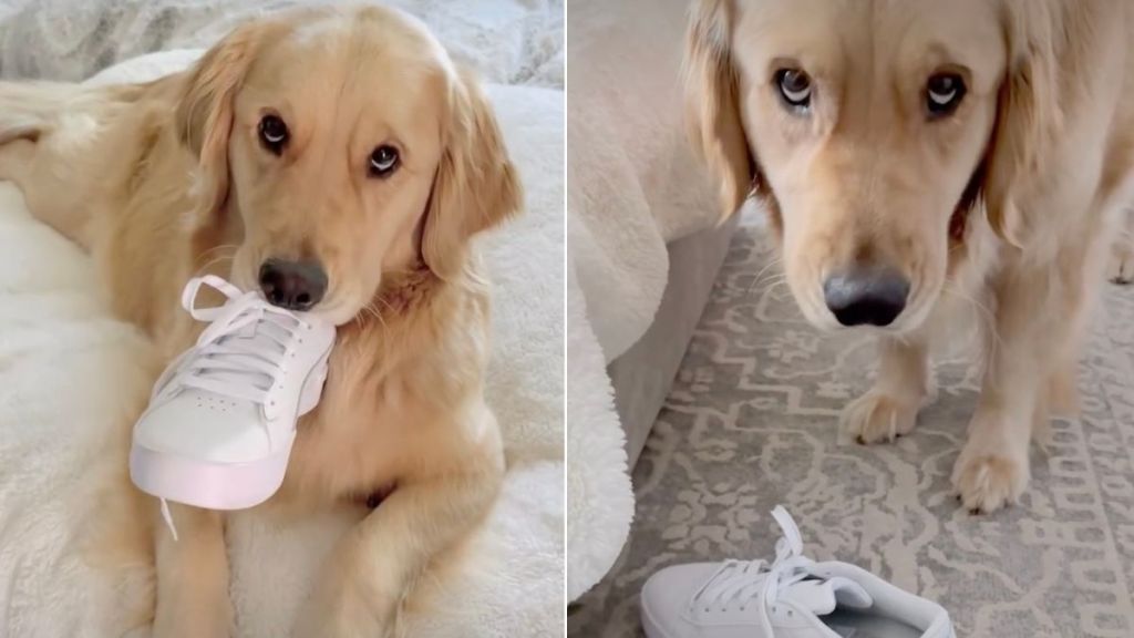 Video: Golden Retriever Gets Caught Stealing Mom’s New Shoe