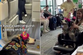 Border Collie Gets a Special Birthday Celebration on Flight Journey