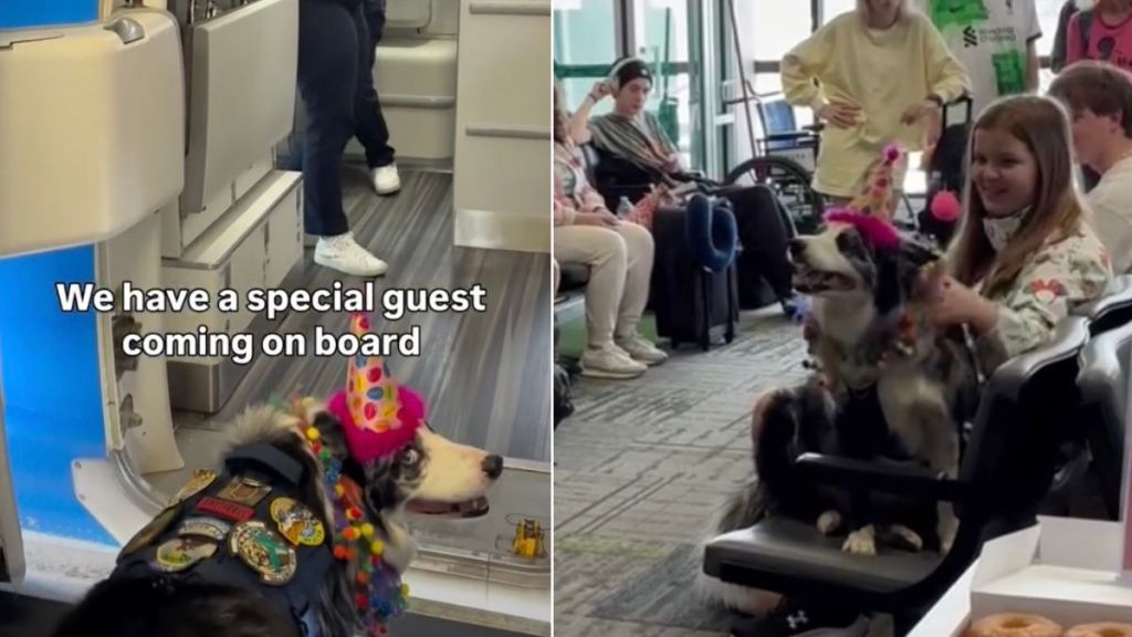 Border Collie Gets a Special Birthday Celebration on Flight Journey